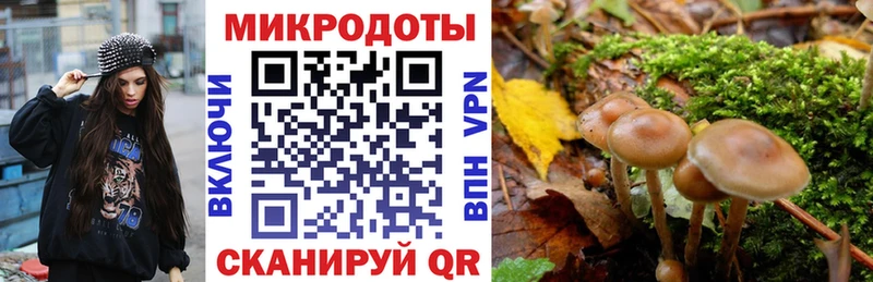 закладки  Куса  Галлюциногенные грибы GOLDEN TEACHER 